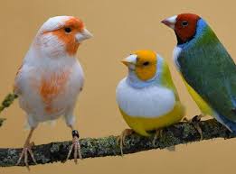 Fallo inédito: declaran sujetos de derecho a 7&nbsp;canarios