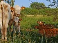 Desarticularon la banda criminal más grande de robo de ganado que operaba en el Valle de&nbsp;Lerma