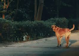 Tres nenas murieron tras comer pan envenenado: sus vecinos lo habían dejado en la vereda para los perros