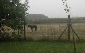 Las lluvias superaron las expectativas y traen un fuerte alivio en un momento crucial para la soja