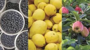 Las exportaciones de las economías regionales desaceleraron en diciembre pero siguen en franca&nbsp;recuperación