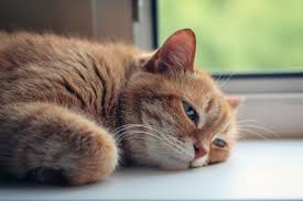 Día del Gato: por qué se celebra tres veces al año y su relación con Estados&nbsp;Unidos