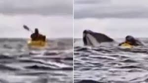 Chile: un joven en kayak fue tragado por una ballena en el Estrecho de&nbsp;Magallanes