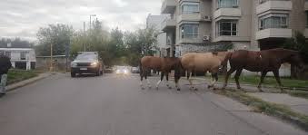 Otra vez, caballos sueltos pero ahora en pleno&nbsp;centro