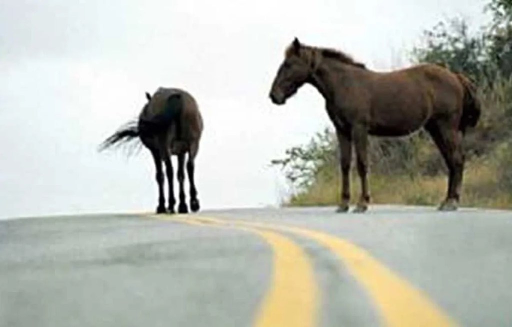 Un hombre irá a juicio por dejar caballos sueltos que causaron una muerte en la ruta&nbsp;34