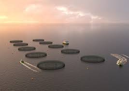 Lanzan una consulta popular para instalar granjas de salmón en las Malvinas: los riesgos para la&nbsp;Patagonia