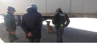 Can de Gendarmería detectó droga en un camión en Salta: más de 40 kilos de pasta&nbsp;base