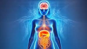 Descubren un “sexto sentido” que conecta al intestino con el cerebro y puede impactar en el&nbsp;apetito