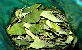 Diputados salteños impulsan legalizar la importación de hoja de&nbsp;coca