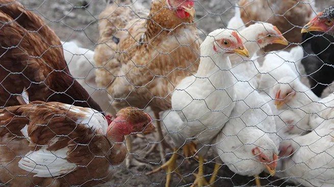 China suspendió las importaciones de aves de corral&nbsp;argentinas