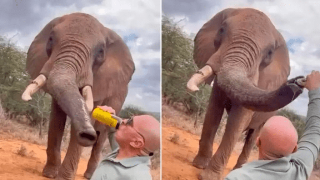 Indignación en Kenia: un turista le dio cerveza a un elefante en un santuario y el video generó repudio&nbsp;mundial