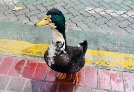 Insólito conflicto en Mendoza: denunciaron a un pato por morder perros y ahora tiene abogado&nbsp;defensor