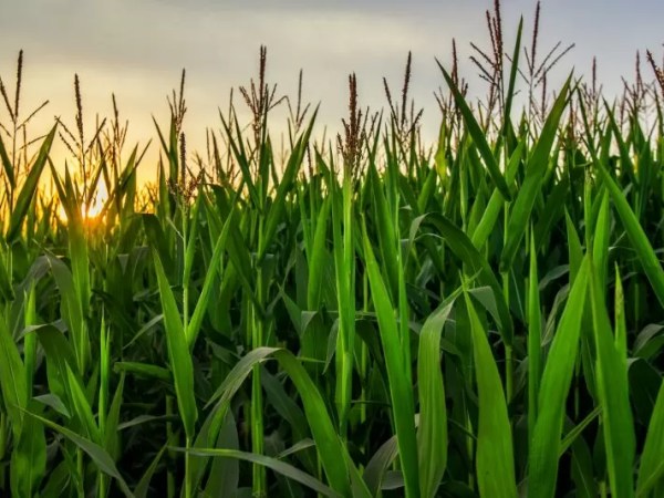 Crisis en el agro: futuro incierto para la empresa más importante del grupo&nbsp;Bioceres
