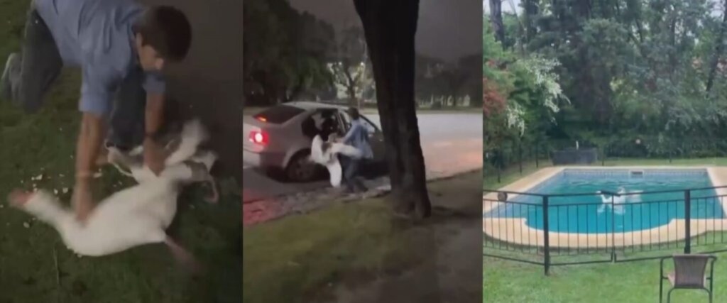 Cruel y absurdo: filmaron a un joven robando gansos de los Lagos de Palermo para “jugar” en su&nbsp;casa