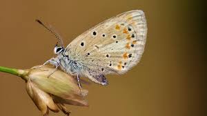 La mariposa que rompe récords con 229 cromosomas y abre pistas para investigar el&nbsp;cáncer