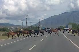 Animales sueltos : «Más que encontrar culpables, hay que buscar modos de concientizar»