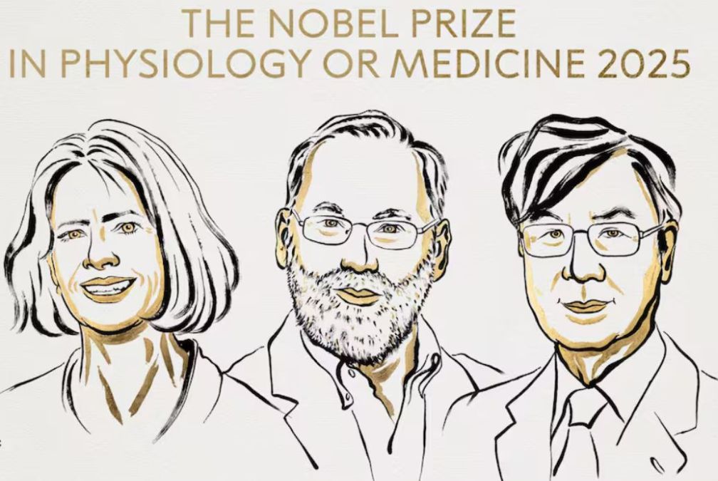 Premio Nobel de Medicina: Brunkow, Ramsdell y Sakaguchi distinguidos por descubrir cómo el cuerpo evita atacarse a sí&nbsp;mismo