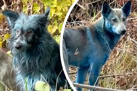 Misterio en Chernobyl: aparecieron perros con pelaje “completamente azul” en la zona de&nbsp;exclusión