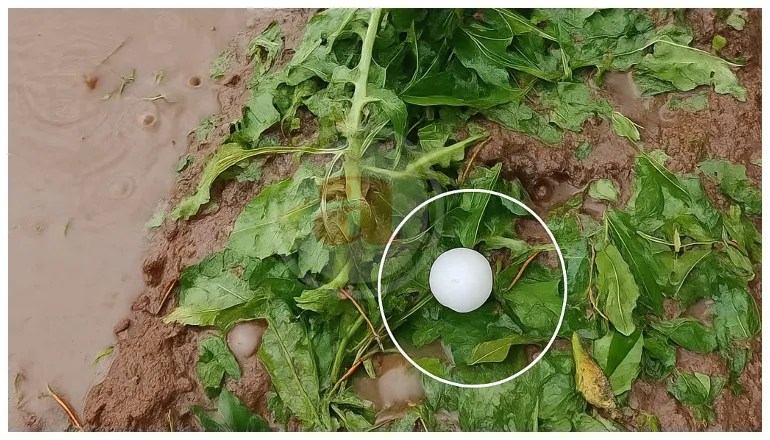 El granizo destrozó la producción tabacalera del sur de&nbsp;Salta