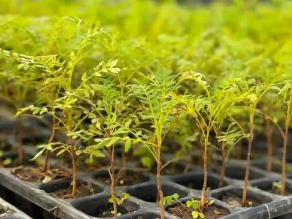 Plantarán unos mil árboles en 50 barrios de Salta y San&nbsp;Lorenzo
