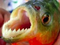 Ataques de palometas en el río Paraná: más de 40 heridos en Entre&nbsp;Ríos