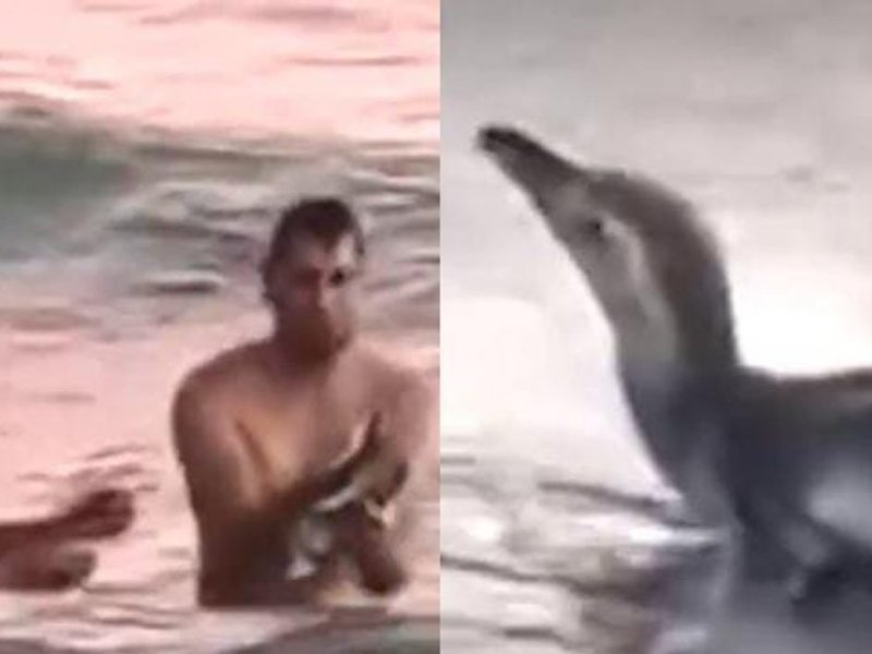Repudio total: sacaron un pingüino del mar para tomarse fotos y el video se hizo&nbsp;viral