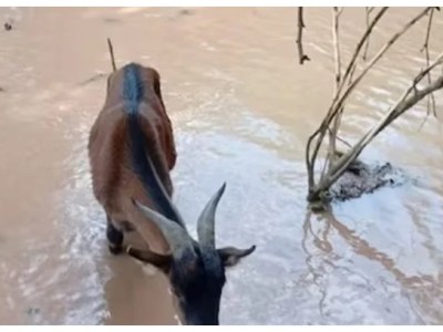 Crecida del río Bermejo: advierten que familias se resisten a evacuar por los&nbsp;animales