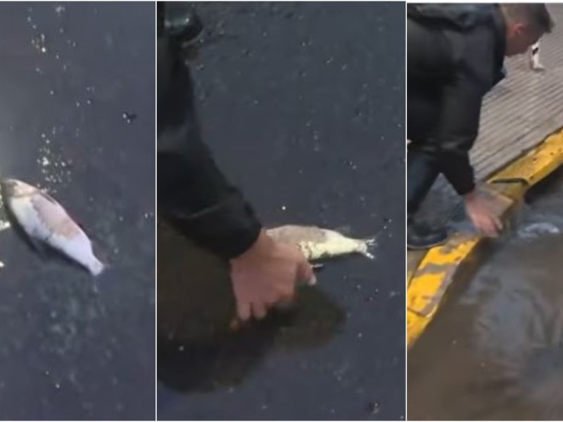 Insólito en Palermo: periodista encontró un pez en plena calle tras el diluvio y su reacción se volvió&nbsp;viral